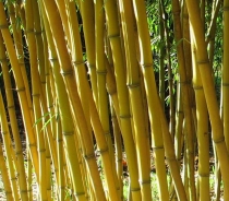 Результат пошуку зображень за запитом "бамбук"